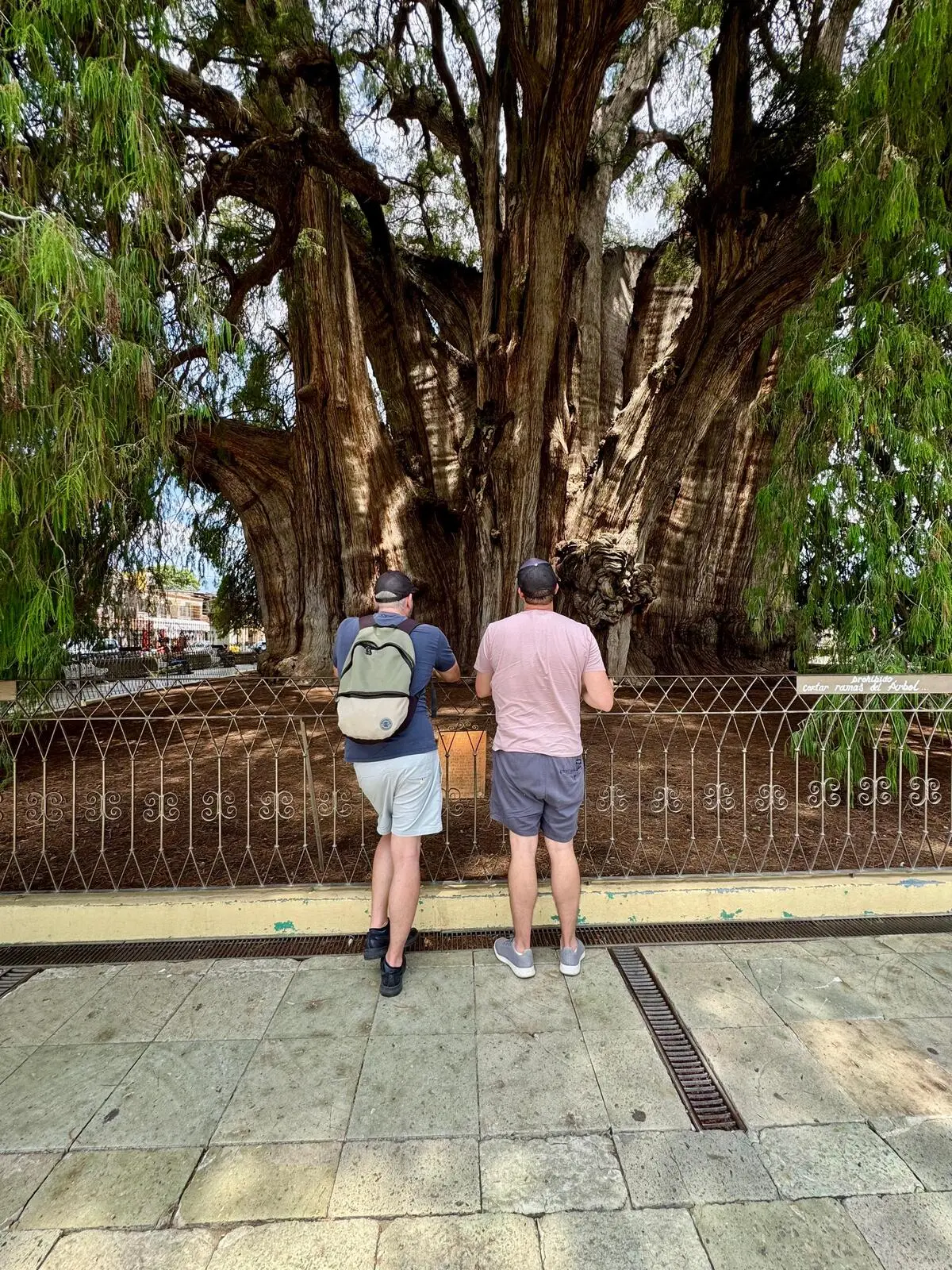 Tour privado en Oaxaca - Viajeros frente al Árbol del Tule