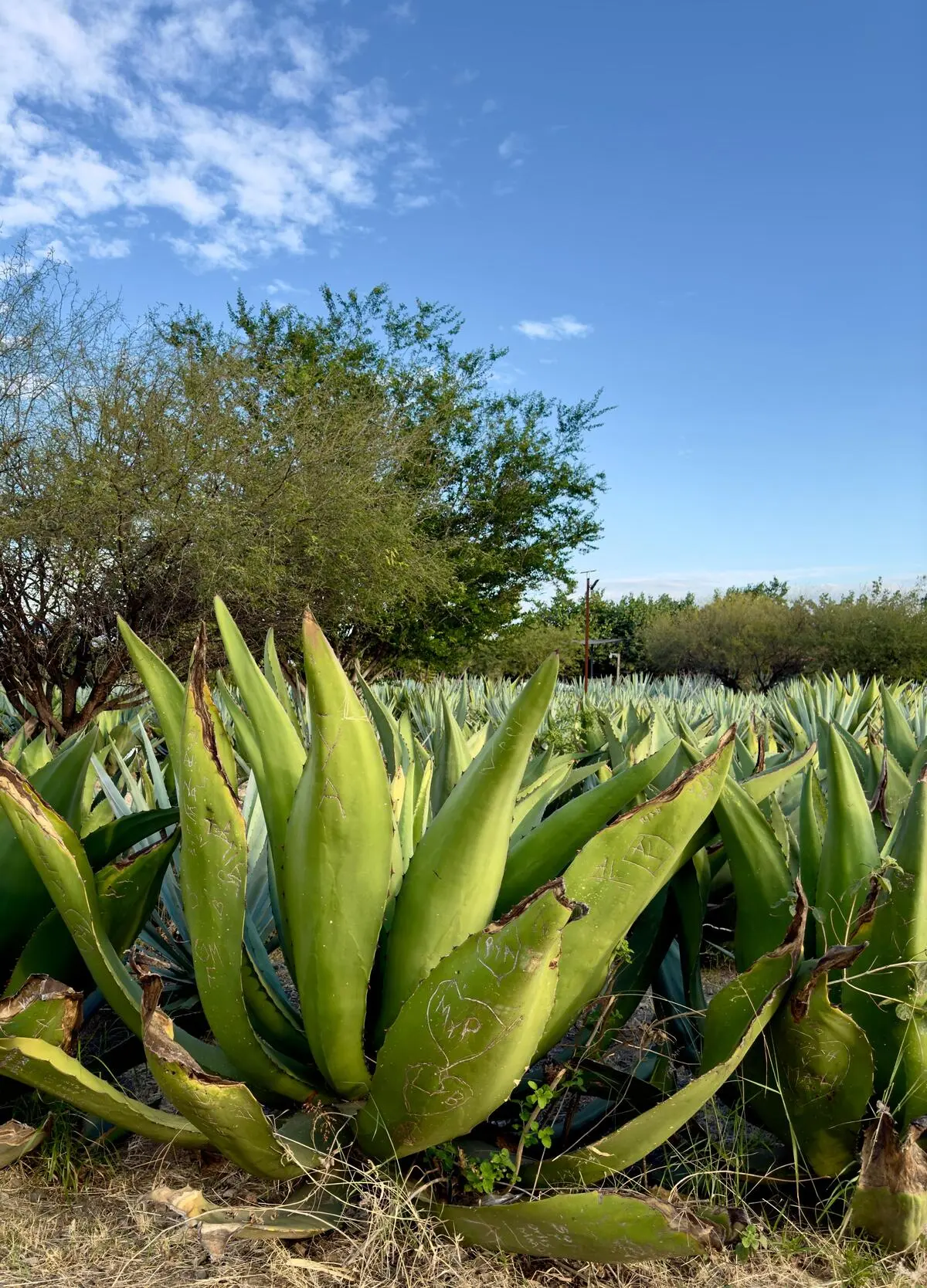 Tour privado en Oaxaca - Agaves mezcaleros en los Valles Centrales