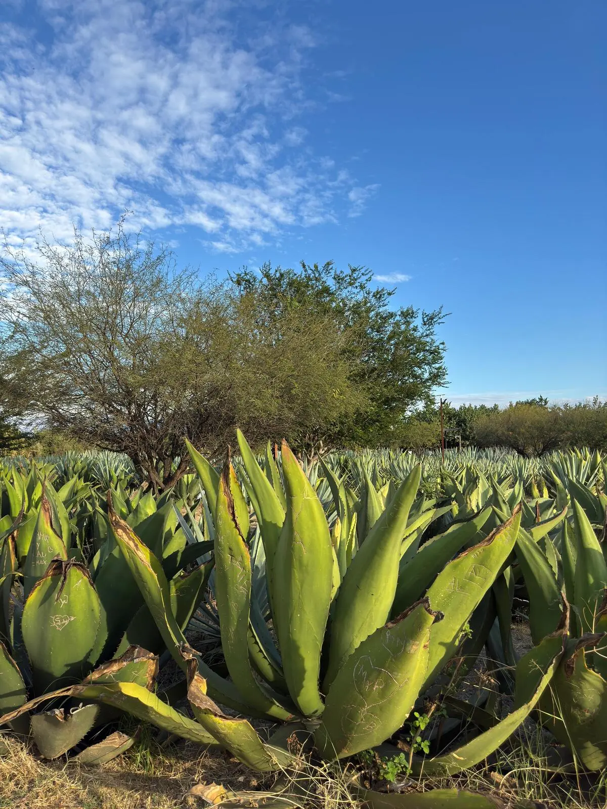 Tour privado en Oaxaca - Campo de agaves bajo el cielo de Oaxaca